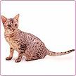 ocicat