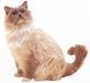 ragdoll