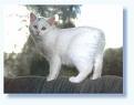 Skogkatt