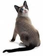 Snowshoe