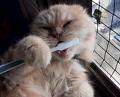 dientes limpios