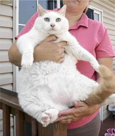 gato mas gordo