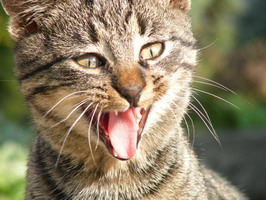 gato rabioso