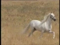 caballos