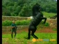 caballo menorquin