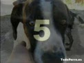 adoptalo