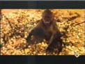 animales borrachos