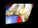 sufrimiento animal