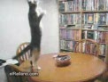 gato bailongo