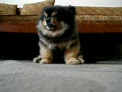 cachorro dormilon