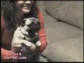 como se pone el perro