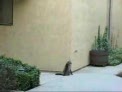 el gato ara&ntilde;a
