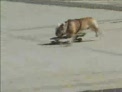perro patinador