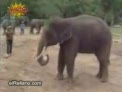 elefante futbolero