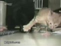 gato egoista en comida