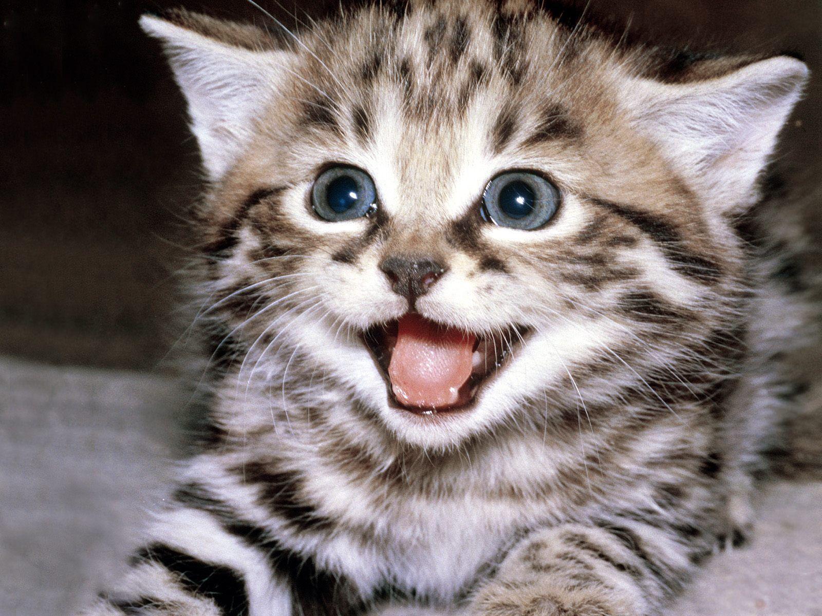 gatos que hablan