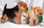 cachorros