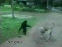 mono fastidiando perro