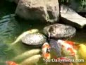 pato alimenta peces