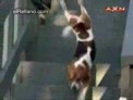 varios perros