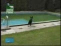 perro listo
