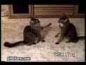 gatos graciosos