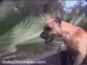 recopilacion de perros