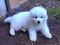 cachorro