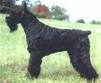 Schnauzer Gigante - perro de raza