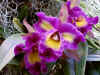 orquidea4.jpg (61558 bytes)