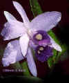 orquidea5.jpg (10921 bytes)