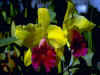 orquideas105.jpg (40302 bytes)