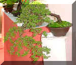 15_cotoneaster._02.jpg (60507 bytes)
