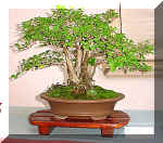19_ligustrum.jpg (46563 bytes)