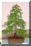 28_taxodium.jpg (52545 bytes)