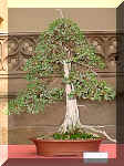 47_juniperus.jpg (52124 bytes)