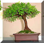 59_ulmus.jpg (36802 bytes)