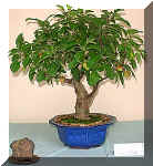 60_malus.jpg (38797 bytes)