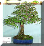 62_zelkova.jpg (41689 bytes)