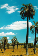 palmera