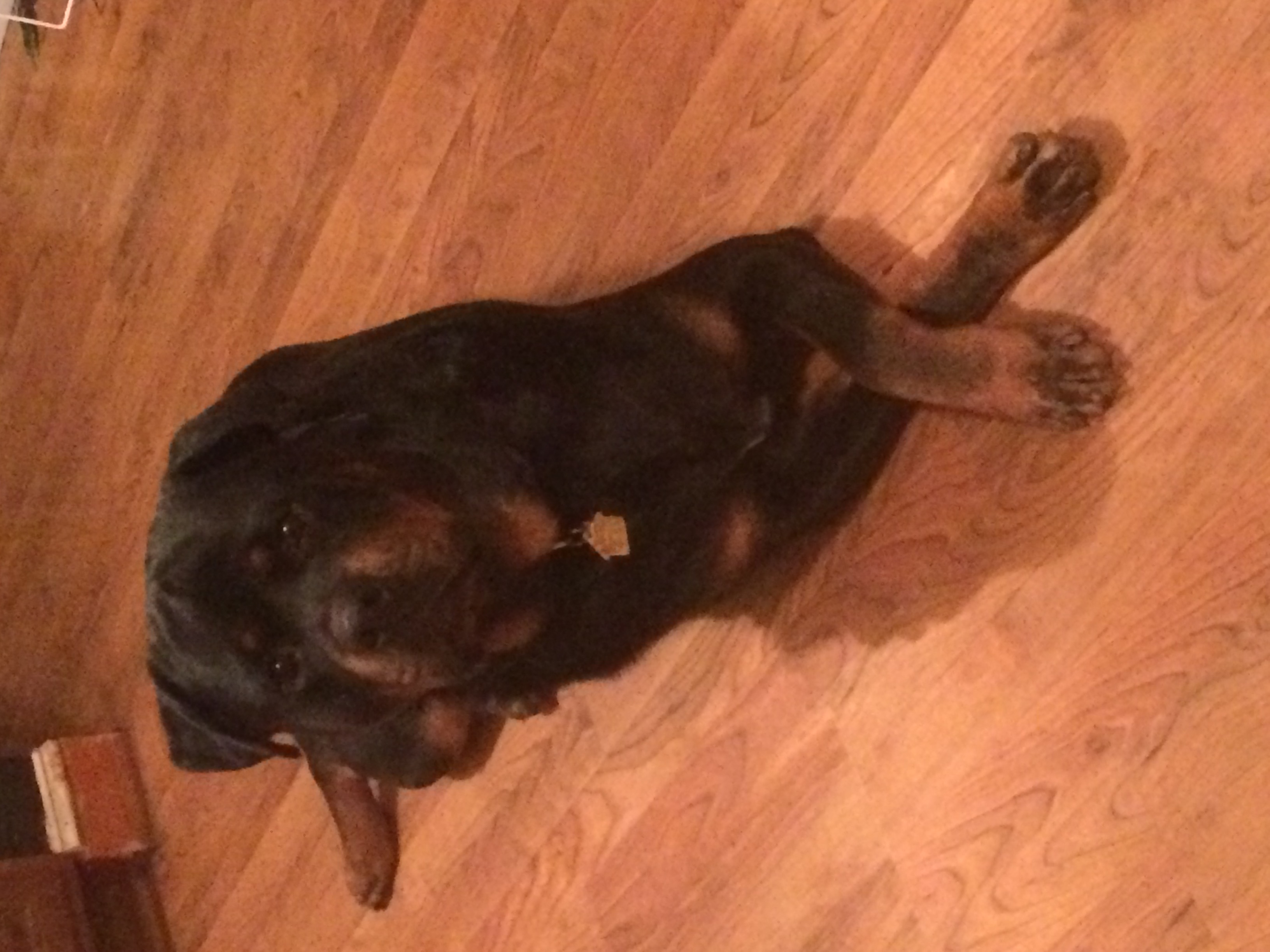 Gus