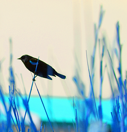 A Bird With Blue Accents