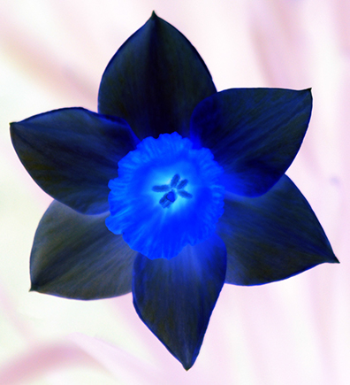 A Blue Flower