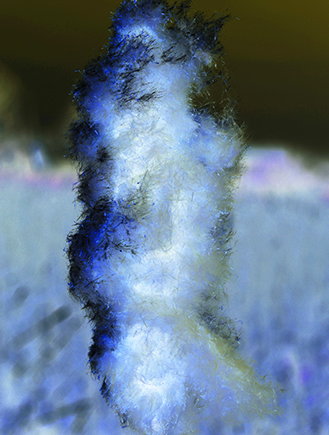 Blue Cotten Plant