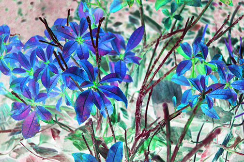 Flowers and Sticks