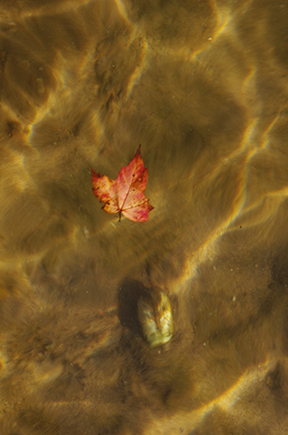 A Clam and a Red Leaf In A Lake