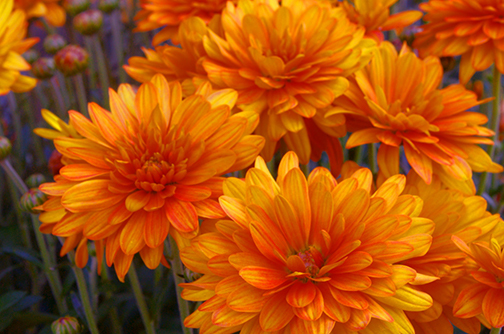 Orange Flowers