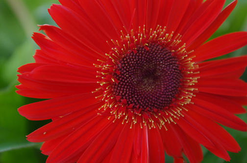 A Red Flower