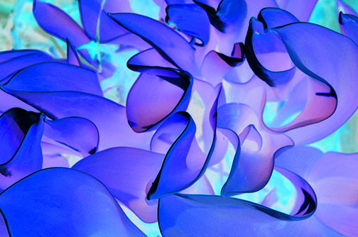 A Sea Of Underwater Leaves