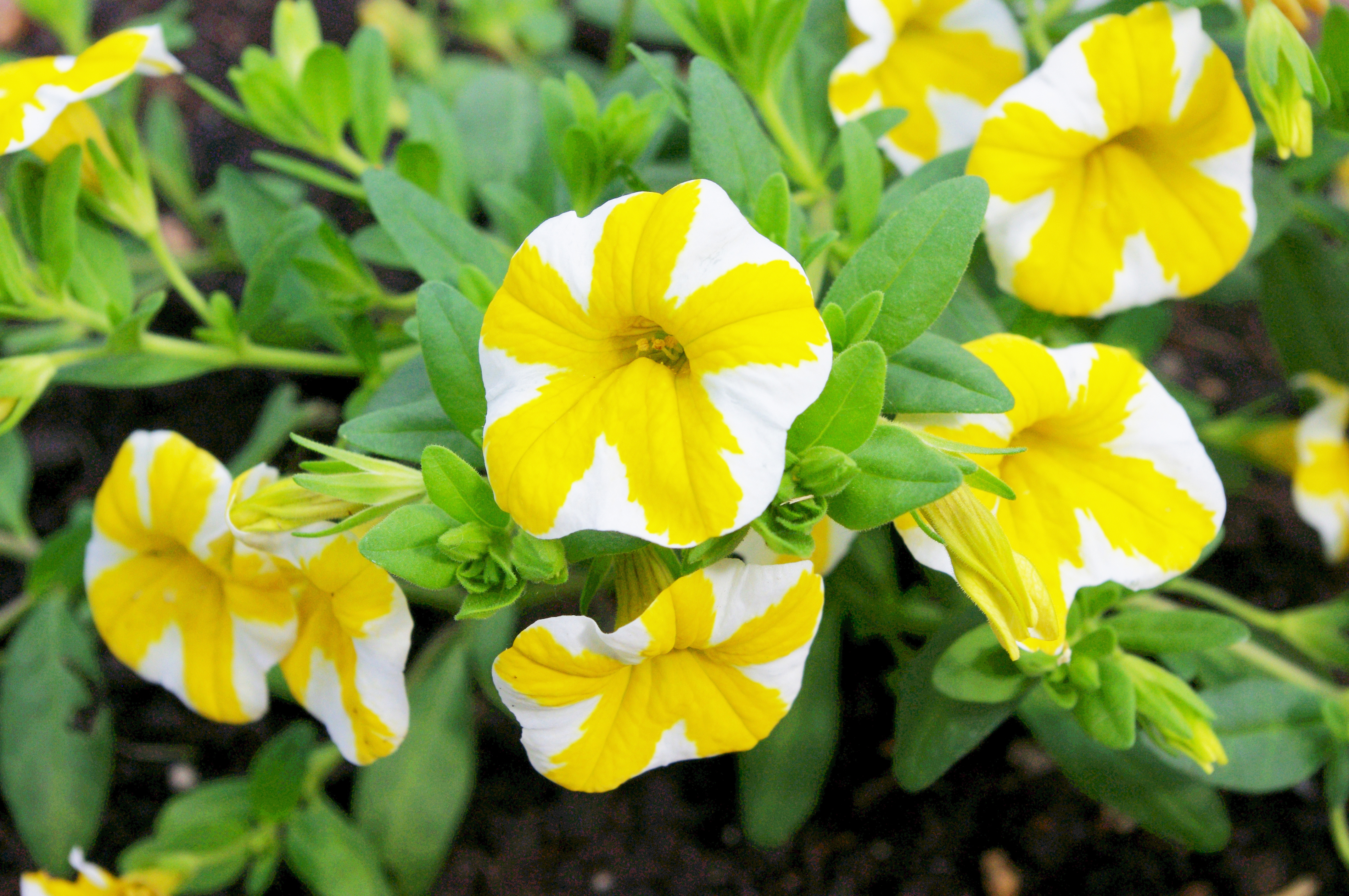 Yellow Flowers